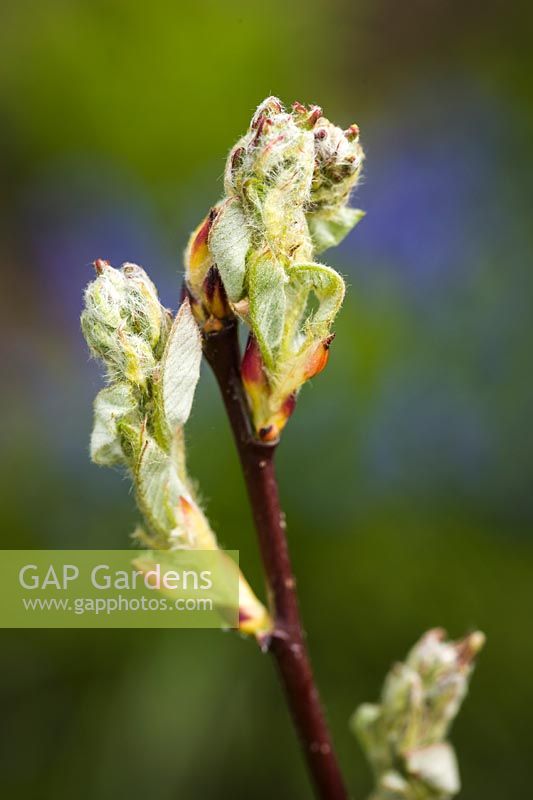 Amelanchier alnifolia - Western Serviceberry - leaf and flower buds detail