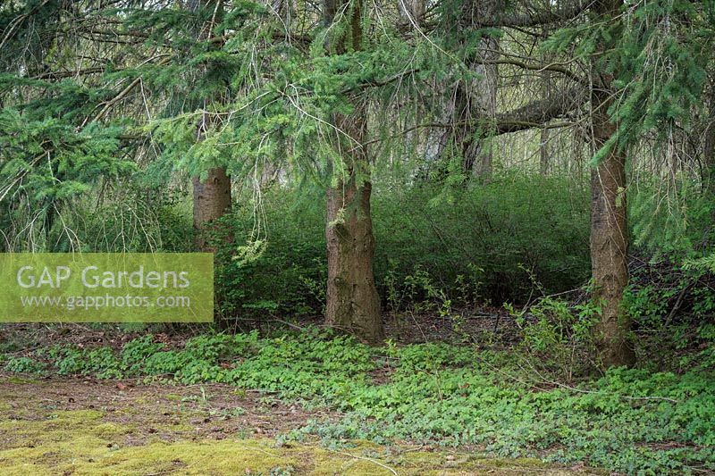 Geranium robertianum and Symphoricarpos albus growing under Pseudotsuga menziesii - Douglas fir - trees