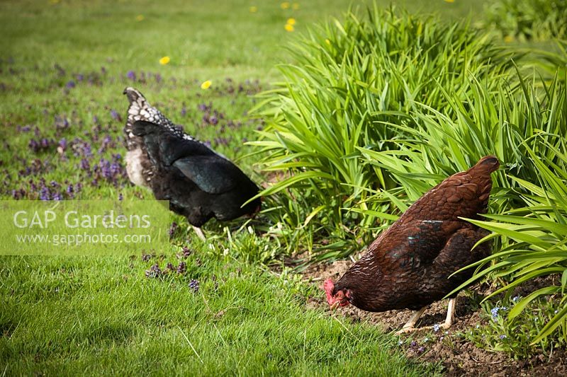 Chickens foraging in a garden, by lawn and bed