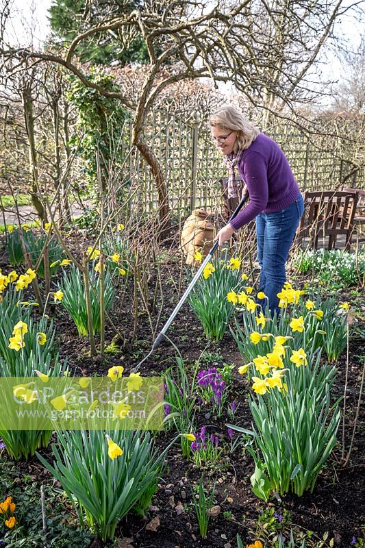 Weeding between plants in a border in early spring using a hoe