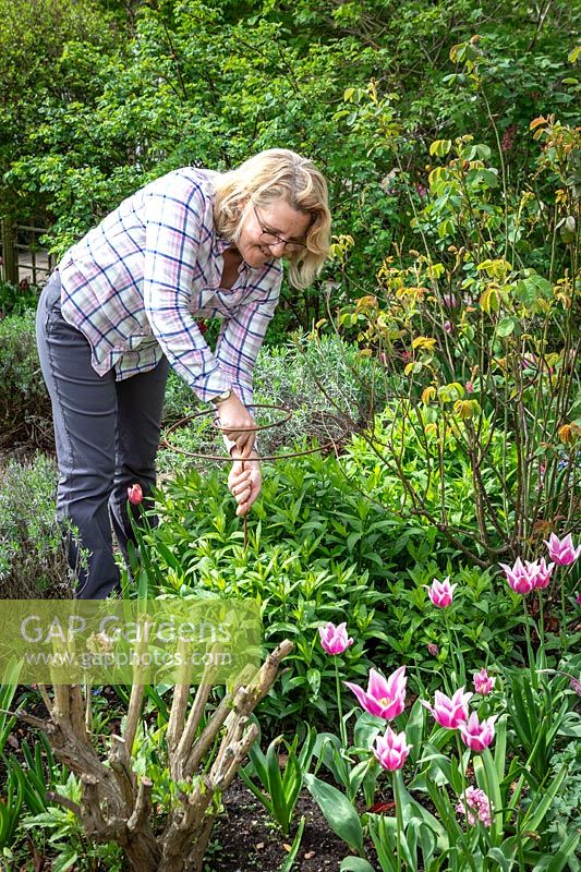 Staking a perennial phlox with a metal hoop plant support in spring