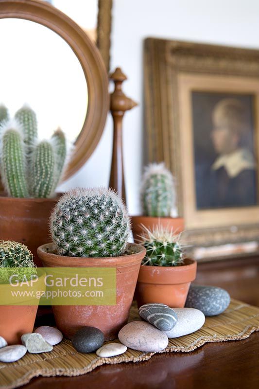 Different varieties of cactus in small terrracotta pots on bedroom dressing table