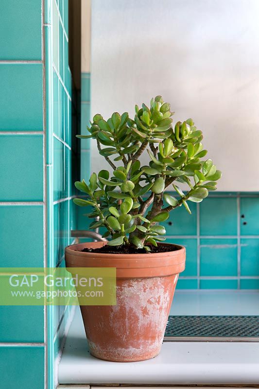 Crassula ovata 'Jade Plant' in kitchen