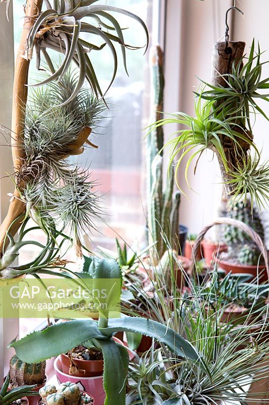 Agaves, cactus and tillandsia beside window