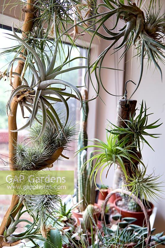 Agaves, cactus and tillandsia beside window