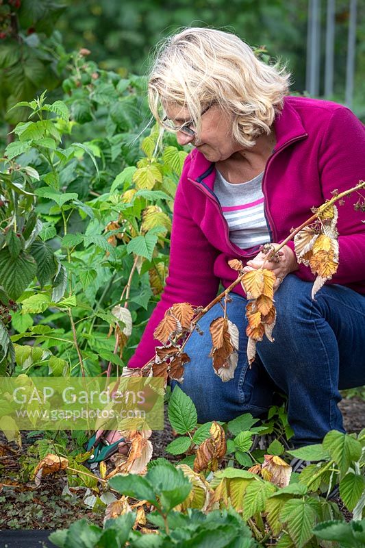 Removing diseased stems from raspberries that are suffering from raspberry cane stem rot.