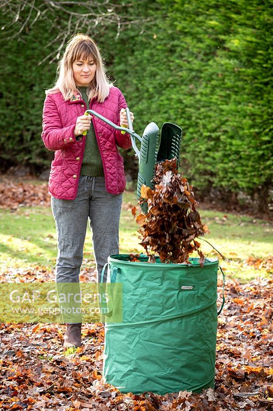 Gathering up leaves with a leaf grabber and collection bag.