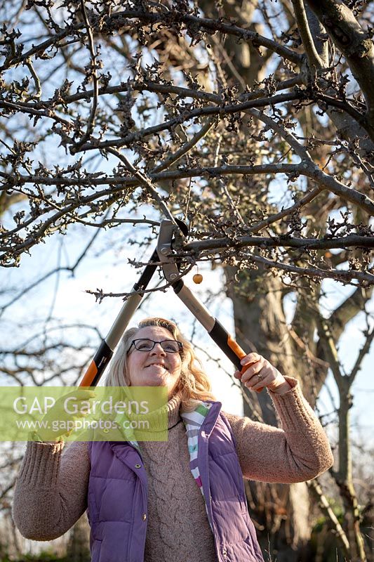 Pruning a crab apple tree with long handled loppers.