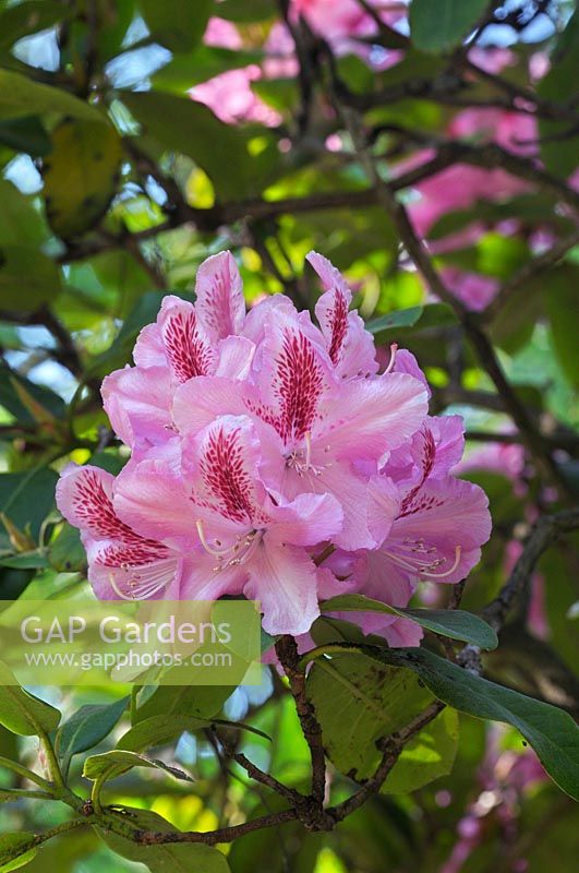 Rhododendron 'Furnivall's Daughter' AGM