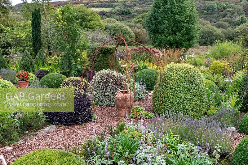 Topiary shapes in formal area of cottage garden in September 