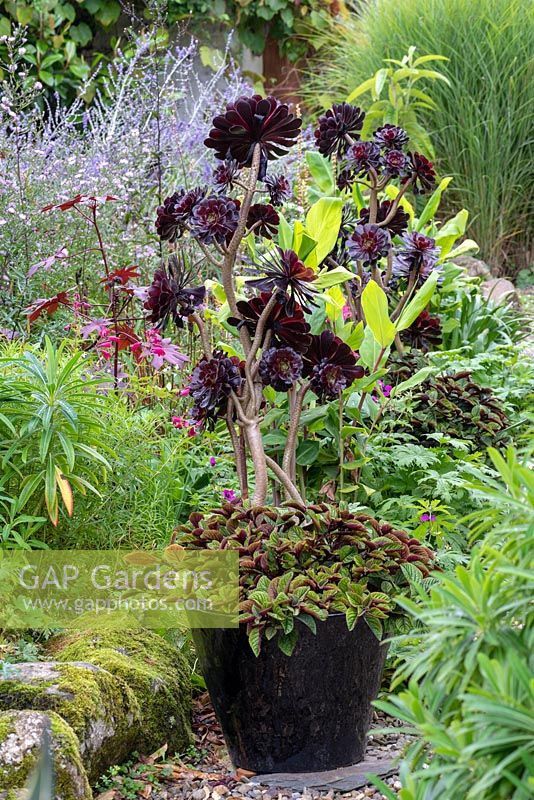 Aeonium 'Zwartkop' an evergreen black succulent in a pot. 