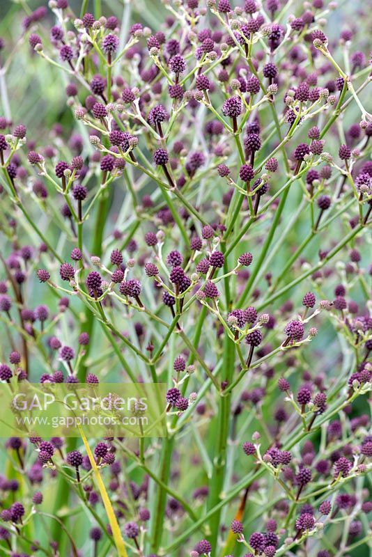 Eryngium pandanifolium 'Physic Purple', September 