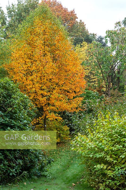 Nyssa sylvatica 'Wisley Bonfire' in October colour 