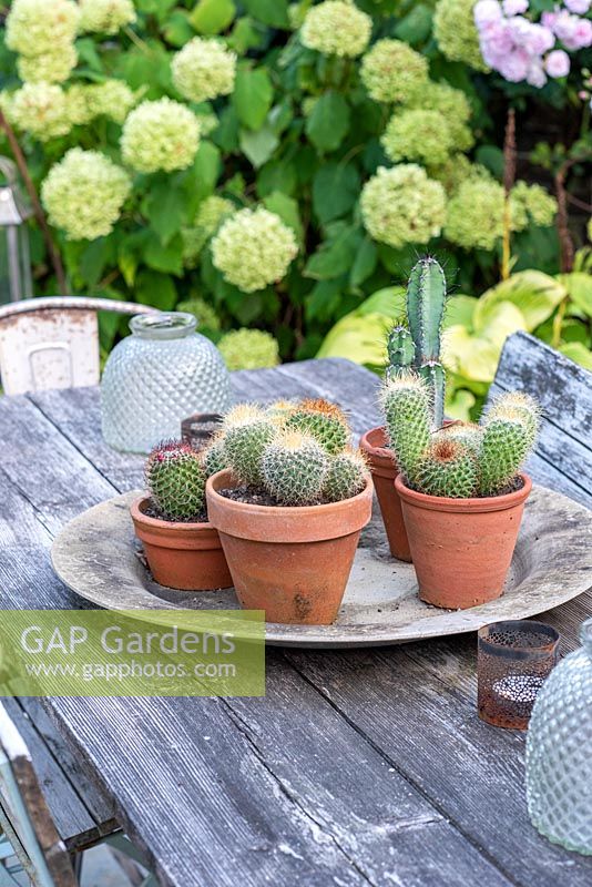 A table top cacti display with Mammillaria hahniana 'Old Lady Cactus', Ferocactus cylindracus 'Barrel Cactus' and Pachycereus schottii in terracotta pots.