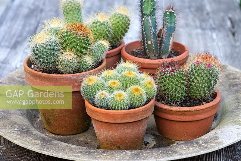 Cacti display with Mammillaria hahniana 'Old Lady Cactus', Ferocactus cylindracus 'Barrel Cactus' and Pachycereus schottii in terracotta pots.