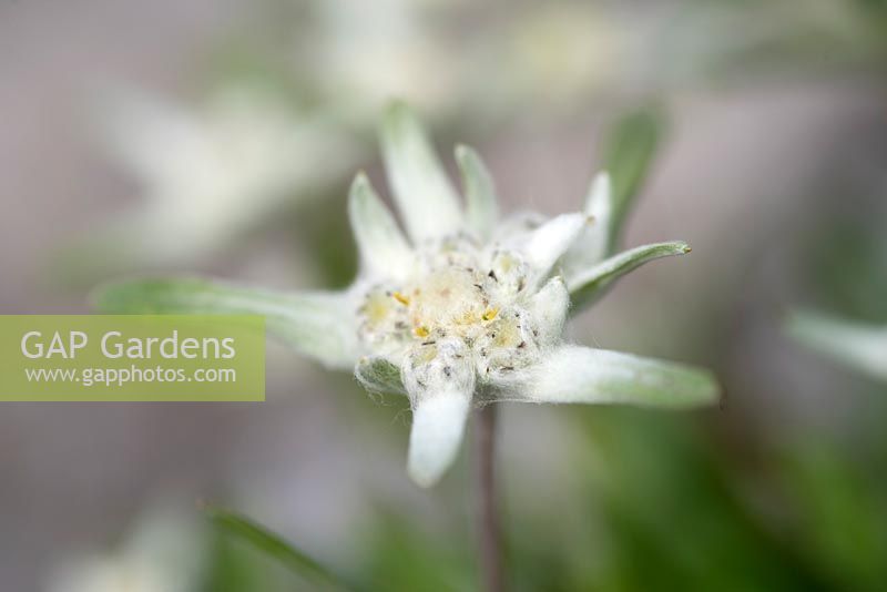 Leontopodium alpinum - Edelweiss - Himalayan snow flower