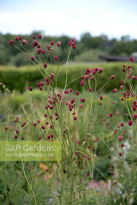 Sanguisorba officinalis 'Arnhem' - Great Burnet - July