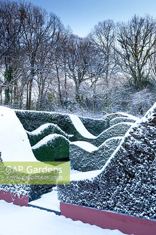 Snow covered wave-form hedges of Taxus baccata and Buxus sempervirens. Garden â€“ Veddw