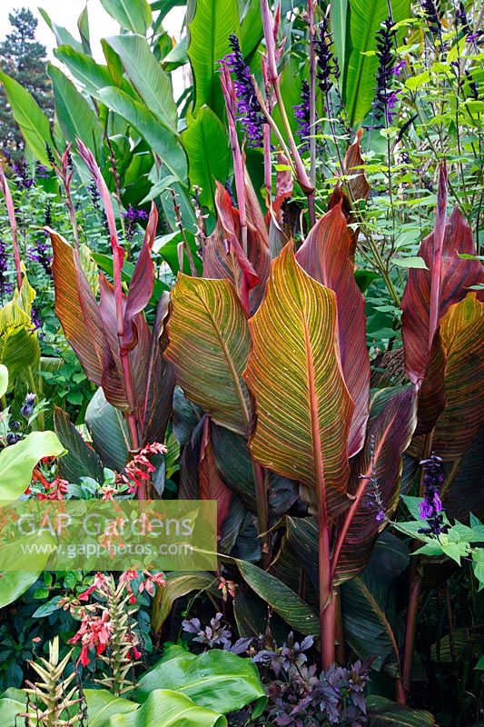 Canna tropicanna, Salvia 'Amistad', Musa ventricosum, and Hakonechloa macra 'Aureola' at Birmingham Botanical Gardens and Glasshouses, October