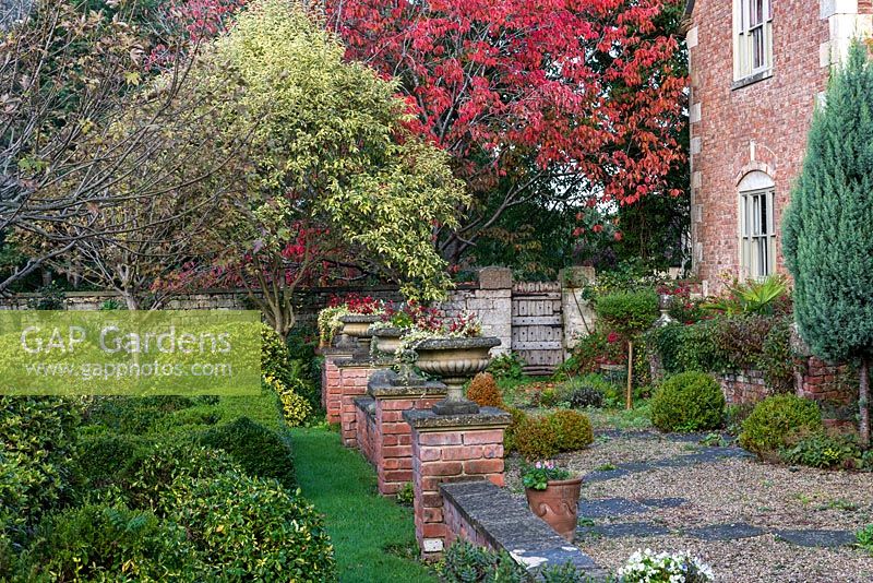 View along an old terrace, beyond a mature ornamental cherry with autumn's red foliage. Urns planted with begonias and periwinkle.