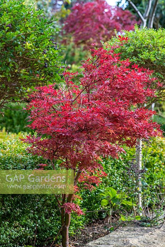 Acer palmatum, Japanese maple, a young red-leaved, deciduous specimen tree.