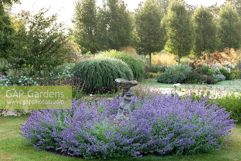An old bird bath is fully enclosed in a circle of catmint, Nepeta. Behind, an avenue of shapely ornamental pears, Pyrus calleryana 'Chanticleer'.