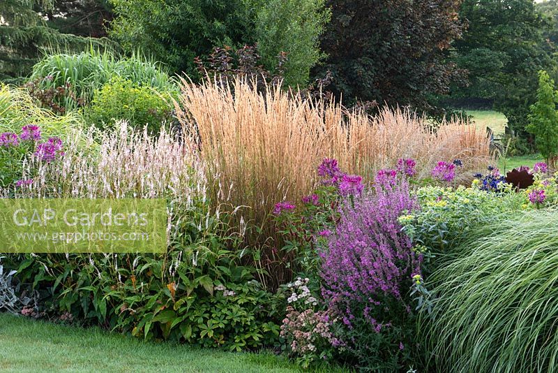 Prairie style herbaceous border planted with clumps of  Persicaria amplexicaulis, pink Cleome hassleriana, euphorbia, purple loosestrife and feather reed grasses, Calamagrostis x acutiflora 'Karl Foerster',