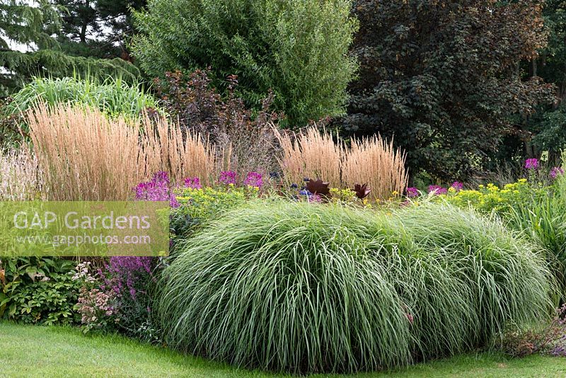 Prairie style herbaceous border planted with clumps of feather reed grasses, Calamagrostis x acutiflora 'Karl Foerster', cleomes, euphorbia, persicaria and lythrum.