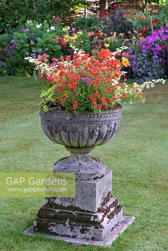 A stone urn planted with Diascia, Geraniums and Plectranthus.