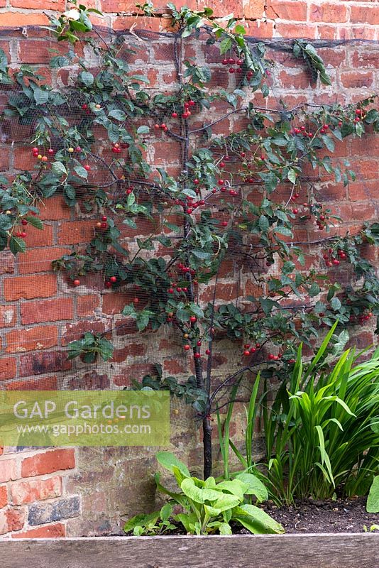 In a kitchen garden, a small fruiting cherry tree is trained against an old brick wall, and netted to keep birds away from the fruit.