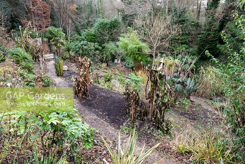 Overview of a garden in late November which is situated in a steep-sided valley or combe with its own sheltered microclimate which permits tender exotic plants to flourish in the warmer months. The Ensete ventricosum and Musas are being cut back for overwintering