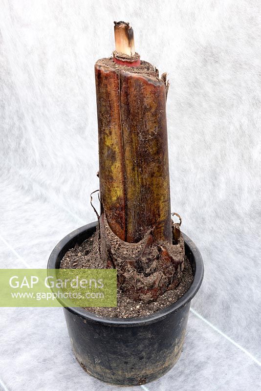 Close up of an Ensete stem overwintering in a greenhouse showing some growth due to the pot resting on a heated mat during the winter