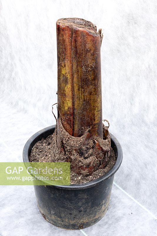 Ensete stem planted in a pot for overwintering