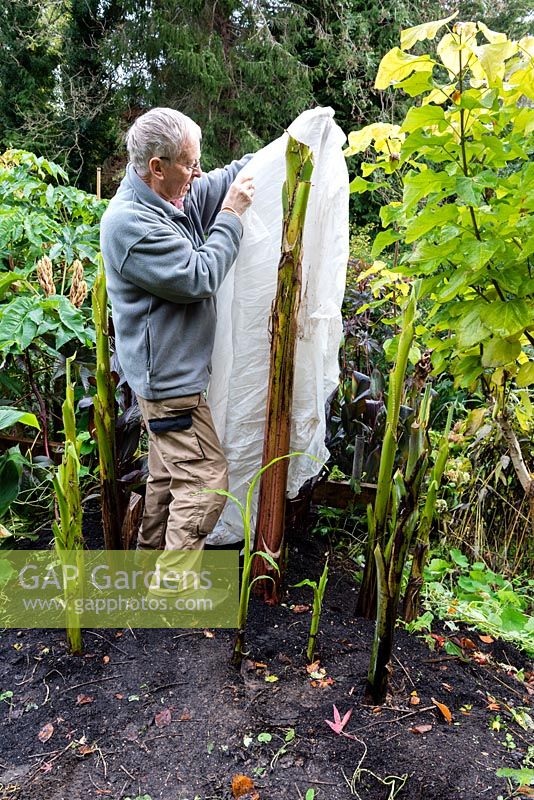 Man starting to wrap the stem of a banana plant with pond liner fleece for winter protection