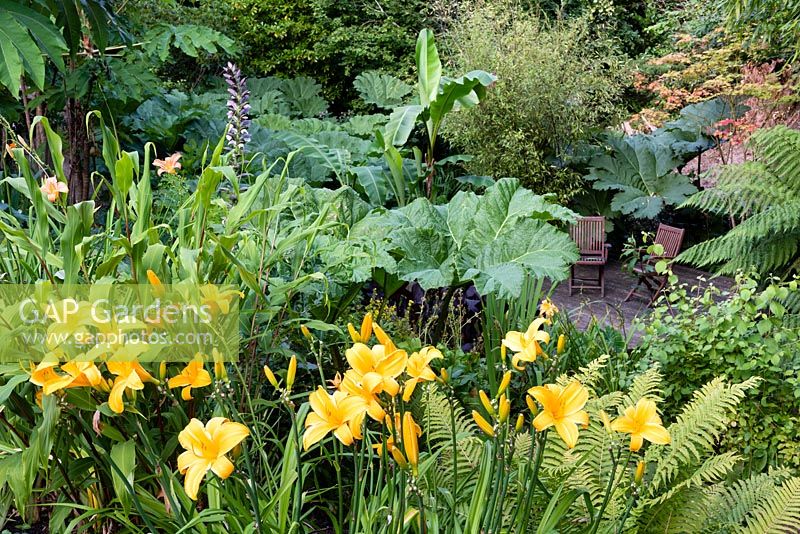 View past Hemerocallis 'Marys Gold' onto decked area with wooden chairs in a garden which is situated in a steep-sided valley or combe with its own sheltered microclimate which permits tender exotic plants to flourish
