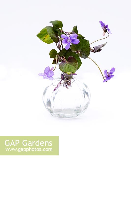 Viola riviniana, Common dog violet in small glass vase