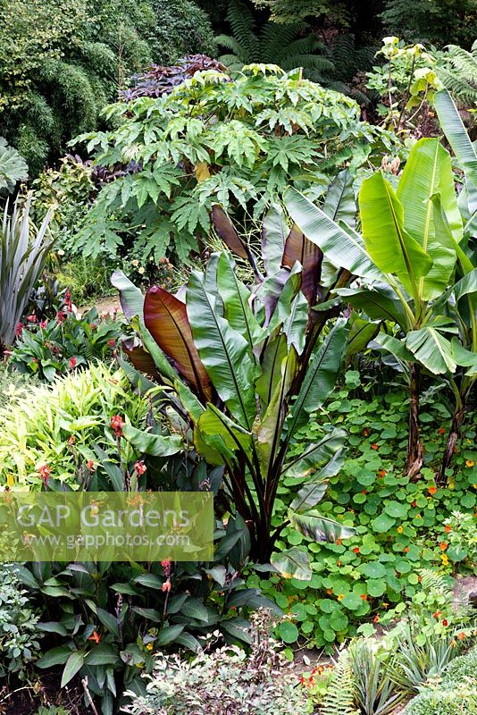 Ensete ventricosum 'Montbeliardii' in an exotic garden with Musa sikimesis and Tetrapanax papyifera 'Rex'