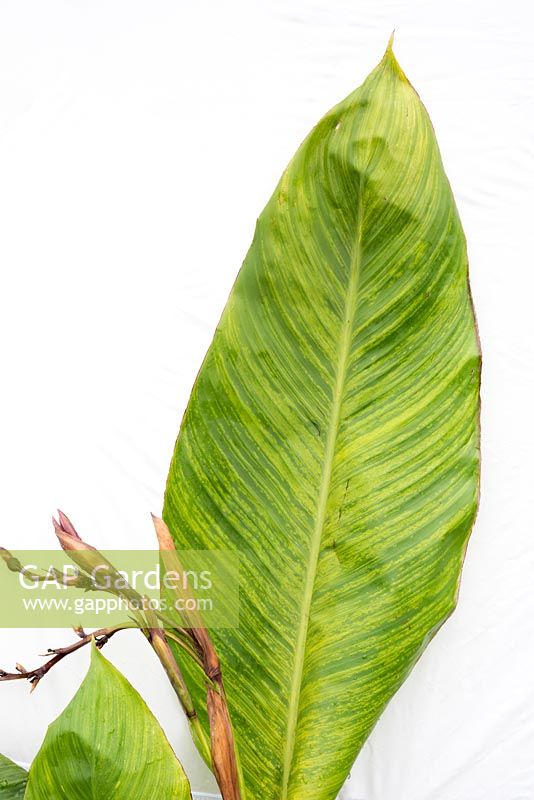 Canna iridiflora 'Ehemannii' leaf with virus symptoms as streaks of paler tissue in the leaf veins causing yellow mottling of the leaves