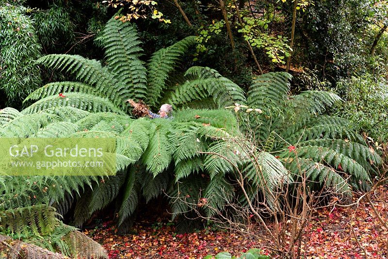 A man is packing the crown of Dicksonia Antarctica - Tree Fern - with dead leaf fronds 