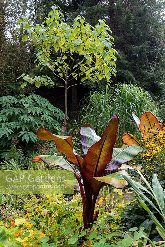 Ensete ventricosum 'Maurellii' in a garden which is situated in a steep-sided valleywith its own sheltered microclimate which permits tender exotic plants to flourish