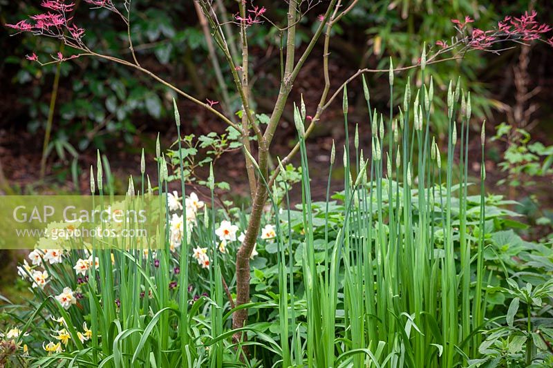Emerging shoots of Nectaroscordum siculum - Sicilian honey garlic - with Narcissus 'Mary Copeland' in the woodland garden