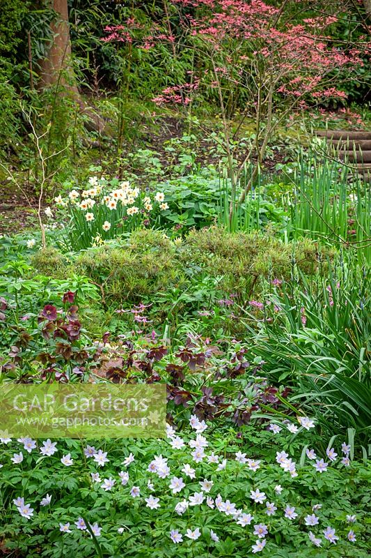 The woodland garden with Acer palmatum 'Corallinum' AGM - Maple, Anemone nemorosa 'Robinsoniana' AGM - Wood anemone, Narcissus 'Mary Copeland' and hellebores