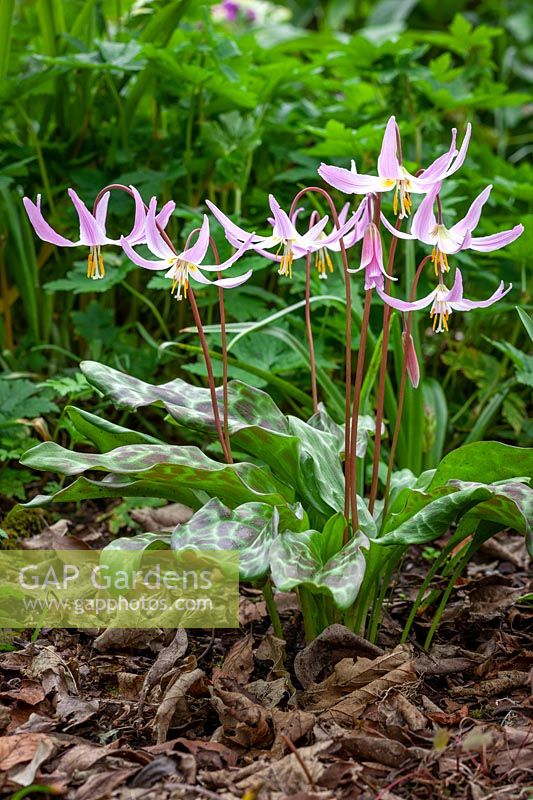 Erythronium 'Rosalind' - Trout Lily, Fawn Lily - growing in the woodland garden