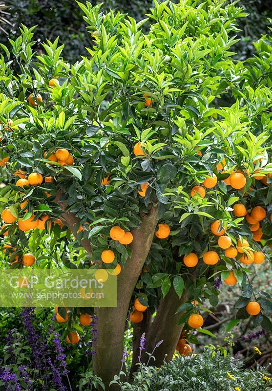 Orange tree laden with fruit. The Viking Cruises Garden of Inspiration, RHS Chelsea Flower Show 2017.