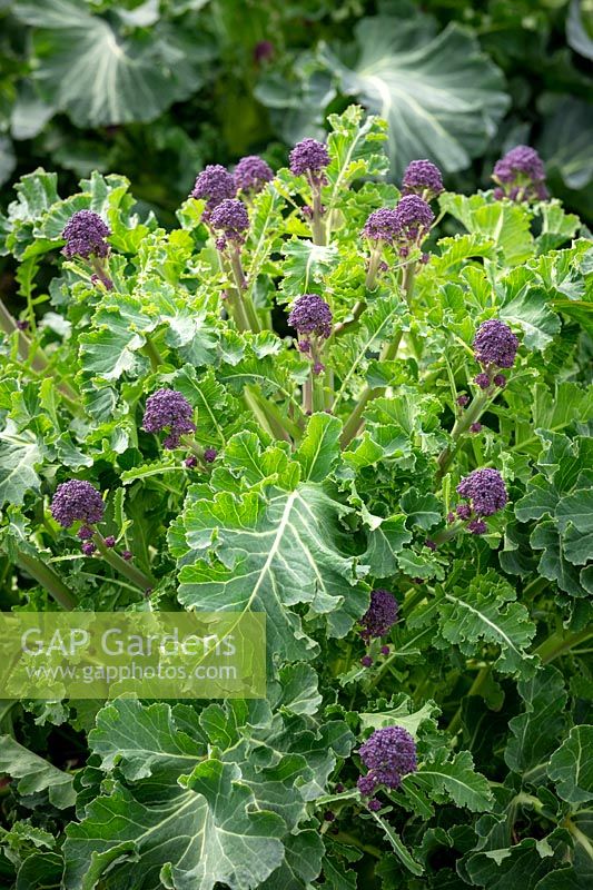 Purple sprouting Broccoli F1 Claret. Showing head that has been cropped resulting in more but smaller subsequent heads.