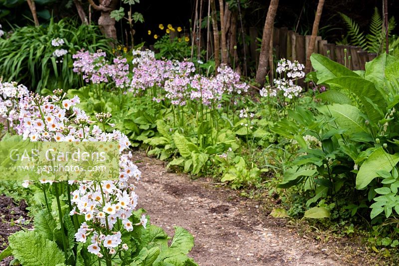 Path through Primula 'Postford White' and Primula hybrid of 'Miller's Crimson' and 'Postford White'