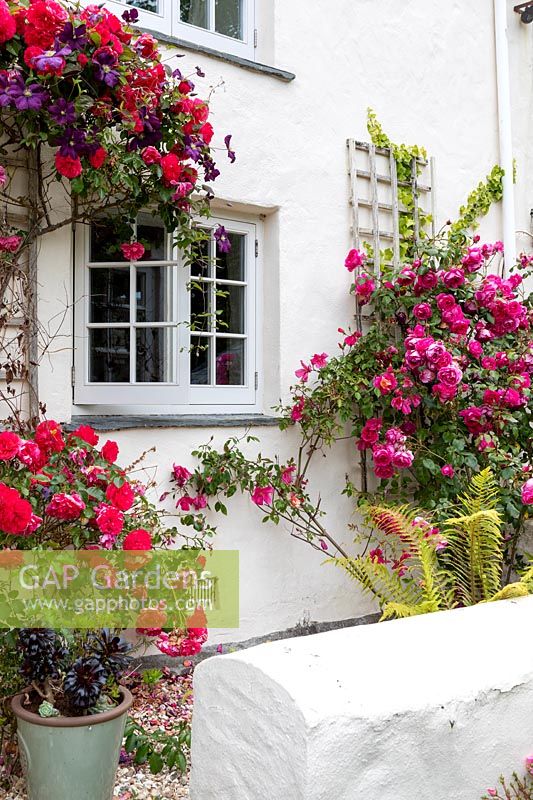 Rosa - Climbing Rose - on a house wall 
