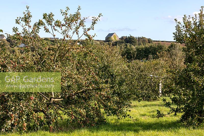 Old traditional Malus - Apple - orchard 