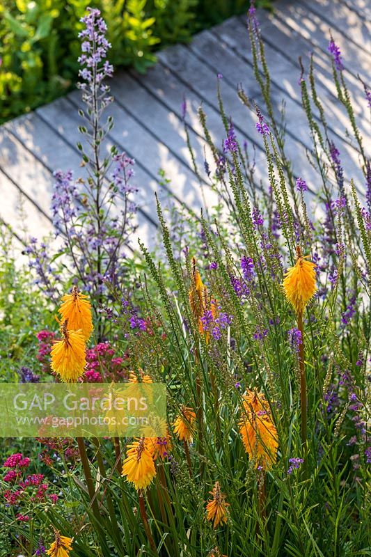 Linaria purpurea - Purple Toadflax - and Kniphofia 'Tawny King' in a bed by decking path 