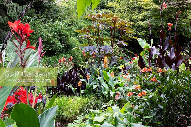 View of autumnal garden border with tender exotic plants